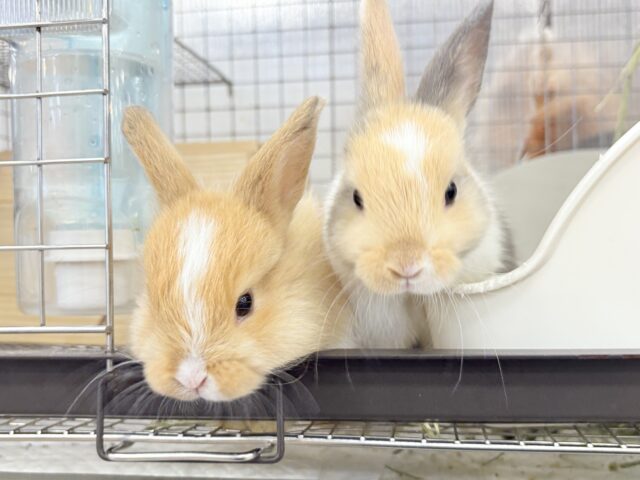 ライオンラビット