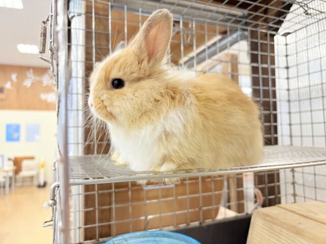 ライオンラビット