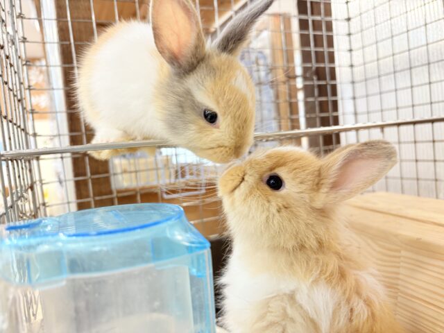 ライオンラビット