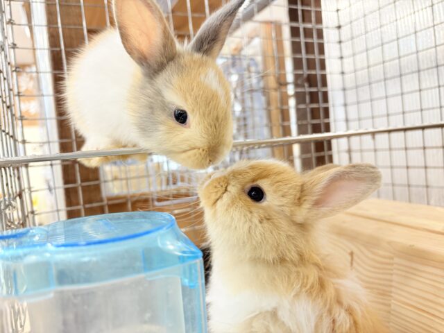 ネザーランドドワーフ