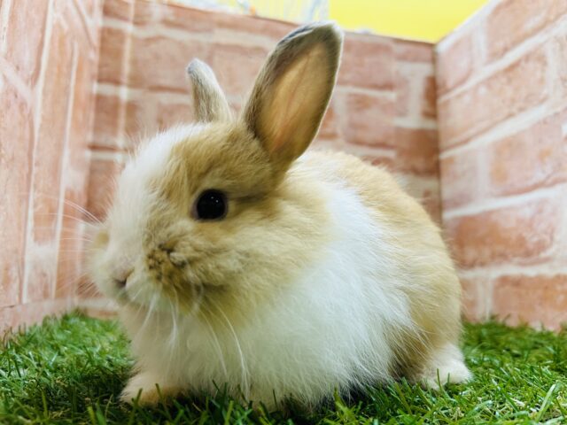 ライオンラビット