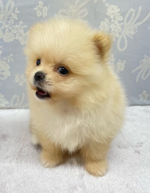 ポメラニアン