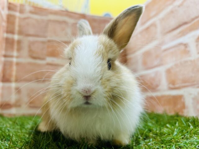 ライオンラビット