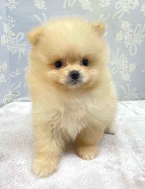 ポメラニアン