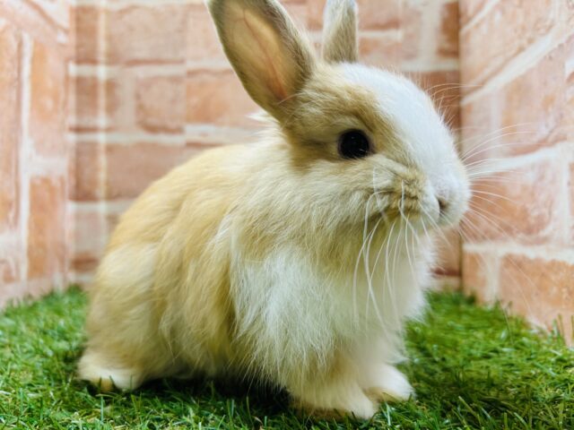 ライオンラビット