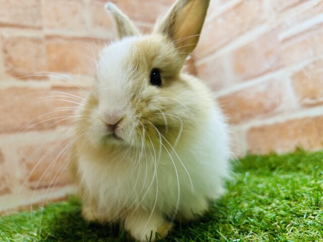 ライオンラビット