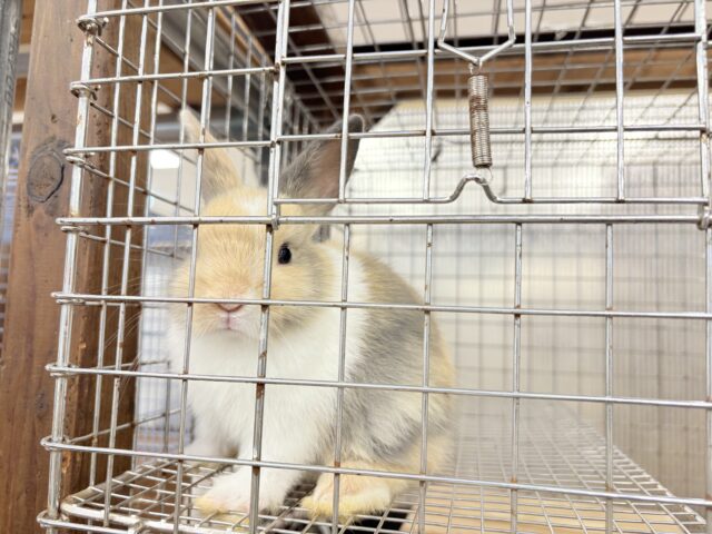 ネザーランドドワーフ