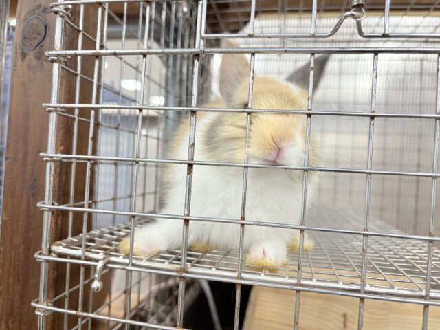 ネザーランドドワーフ