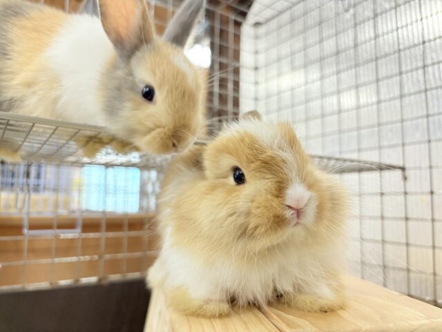 ライオンラビット