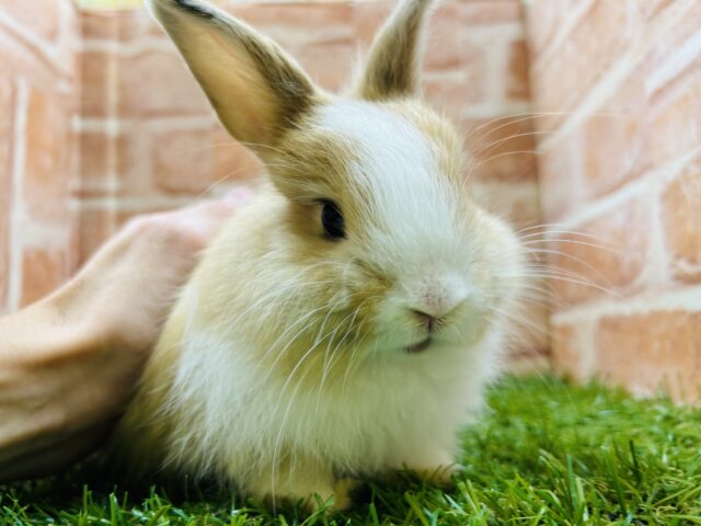 ライオンラビット