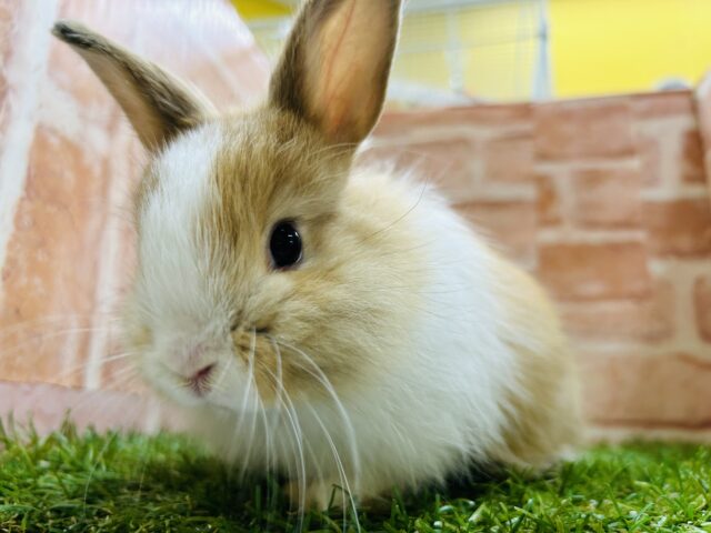 ライオンラビット