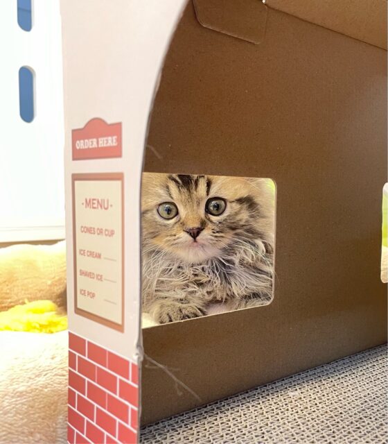 スコティッシュフォールド