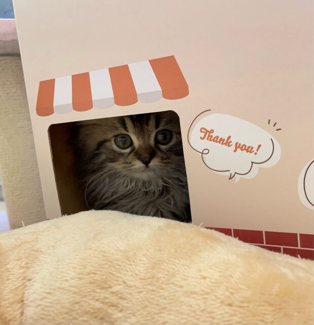 スコティッシュフォールド