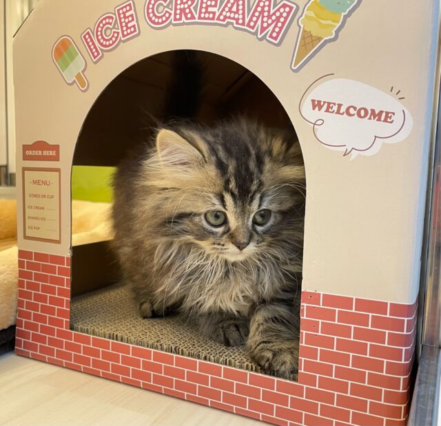 スコティッシュフォールド