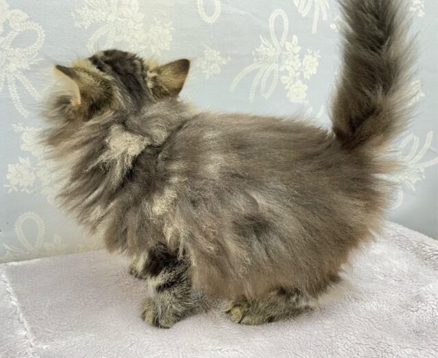 スコティッシュフォールド