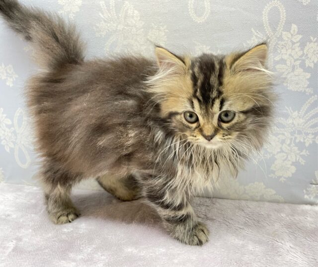 スコティッシュフォールド