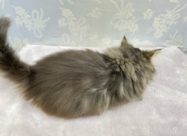 スコティッシュフォールド