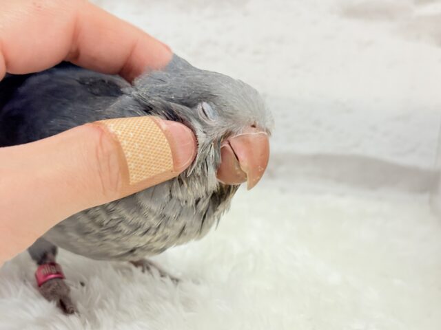 オキナインコ