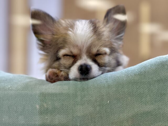 むっちり🩵チワワ男の子 チワワ