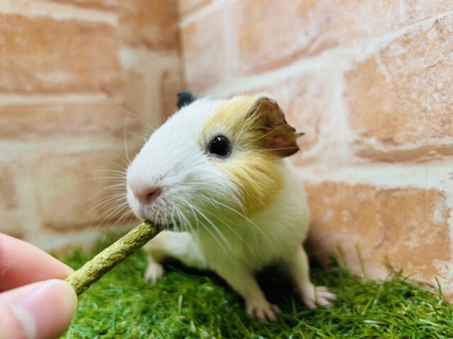 イングリッシュモルモット