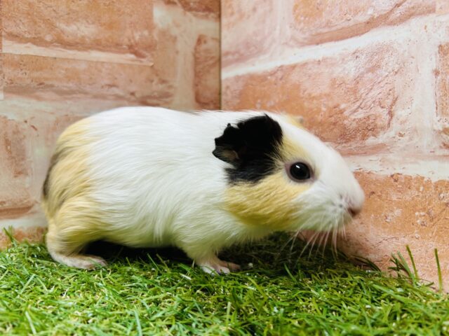 イングリッシュモルモット