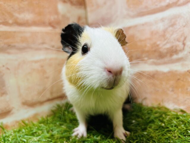 イングリッシュモルモット