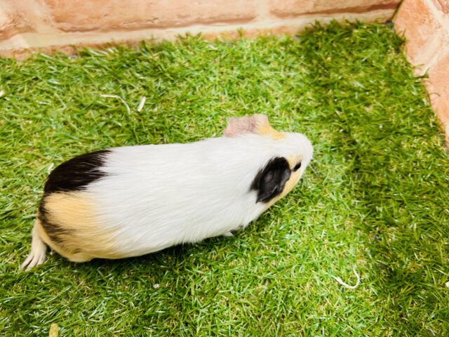 イングリッシュモルモット