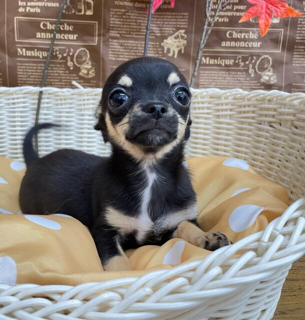 激かわち~ちゃん💘スムースチワワ(ブラック&タン)🖤女の子💖2025年8月2日生まれ チワワ