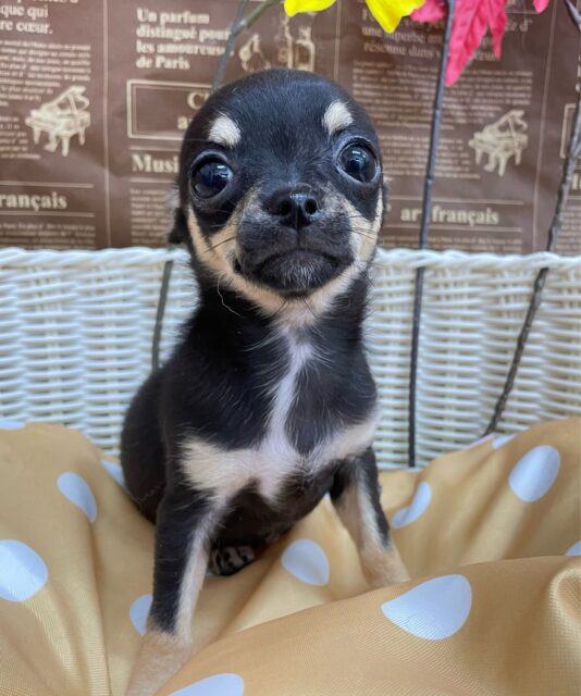 激かわち~ちゃん💘スムースチワワ(ブラック&タン)🖤女の子💖2025年8月2日生まれ チワワ