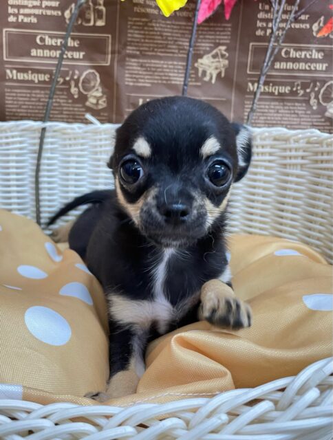 激かわち~ちゃん💘スムースチワワ(ブラック&タン)🖤女の子💖2025年8月2日生まれ チワワ