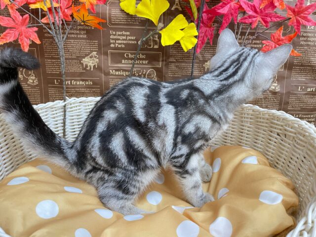 アメリカンショートヘア