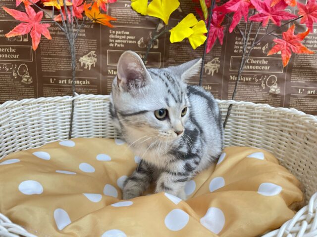 アメリカンショートヘア