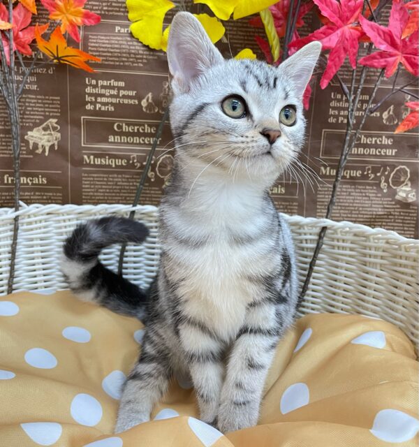 アメリカンショートヘア