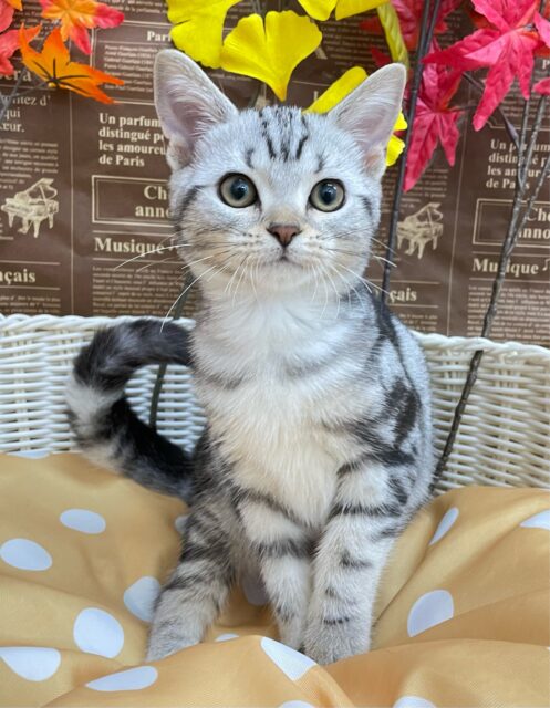 アメリカンショートヘア