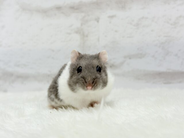 ジャンガリアン