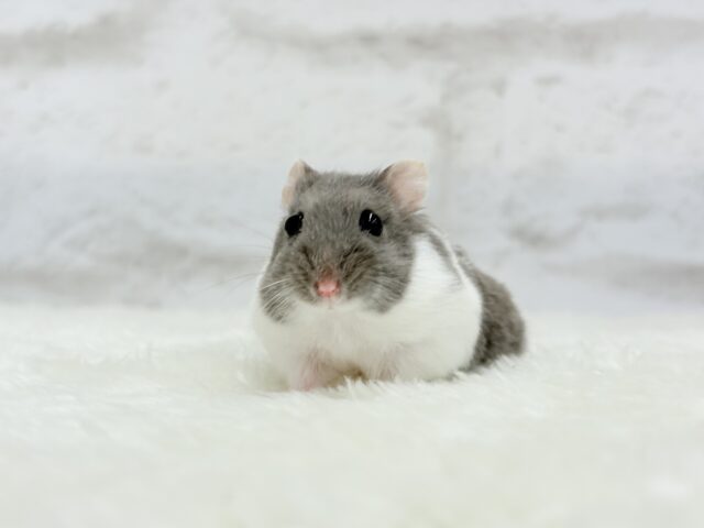 ジャンガリアン