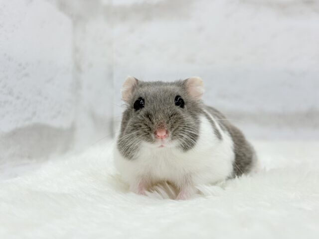 ジャンガリアン