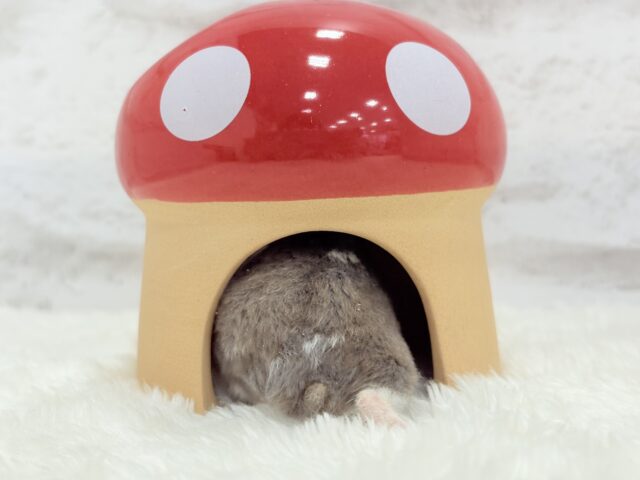 ジャンガリアン