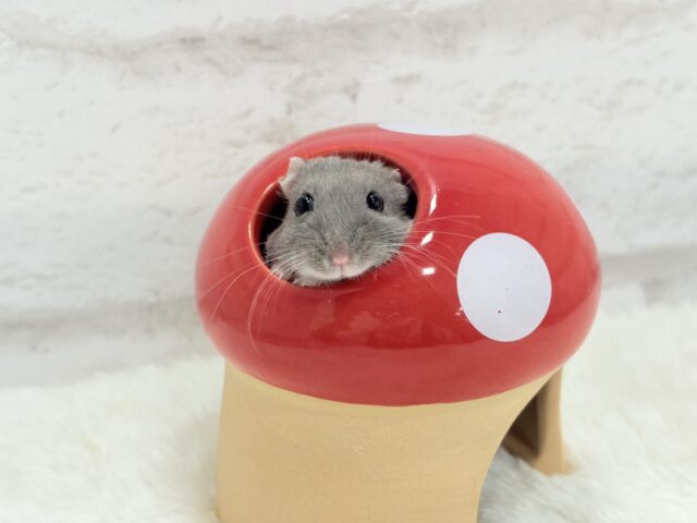 ジャンガリアン