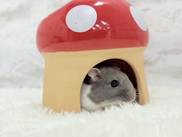 ジャンガリアン