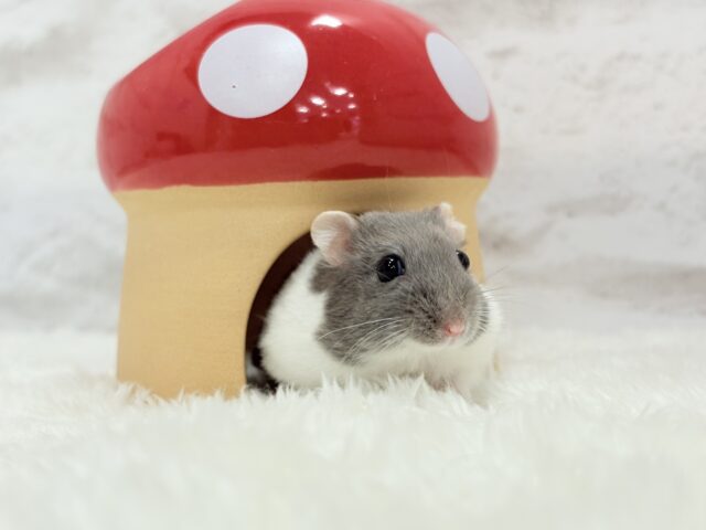 ジャンガリアン