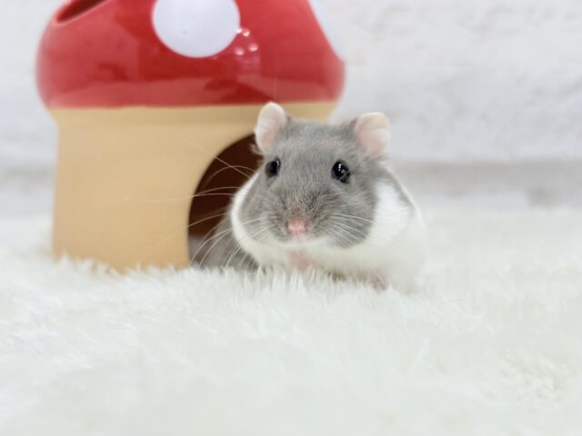 ジャンガリアン