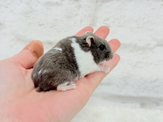 ジャンガリアン