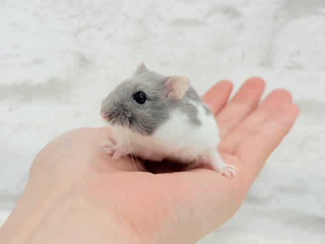 ジャンガリアン