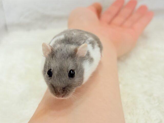 ジャンガリアン