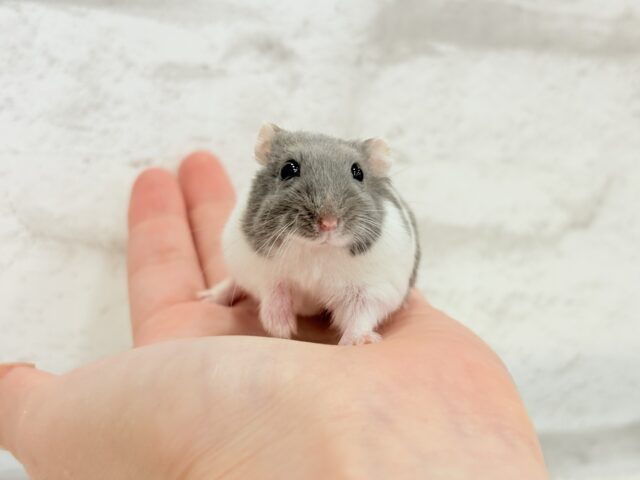 ジャンガリアン