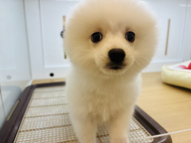 ポメラニアン