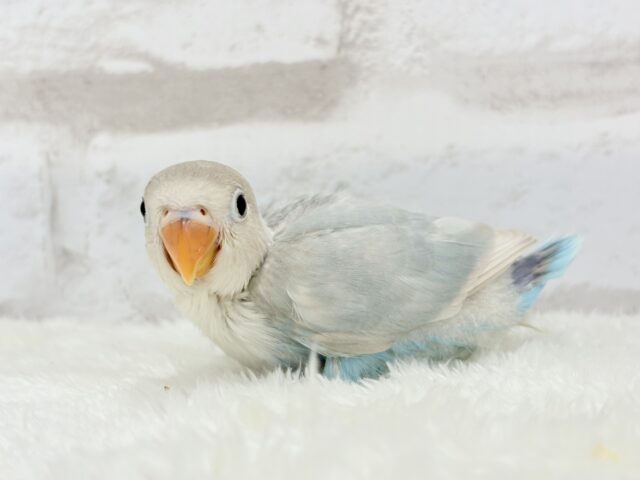 【最新画像更新🪄】これぞ天使🧚♀️🫧一瞬で目が奪われる✨シロボタンインコ ヒナ シロボタンインコ
