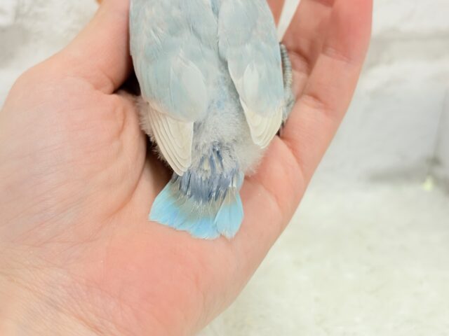 【最新画像更新🪄】これぞ天使🧚♀️🫧一瞬で目が奪われる✨シロボタンインコ ヒナ シロボタンインコ