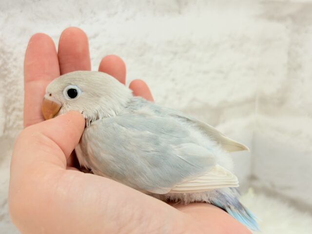 【最新画像更新🪄】これぞ天使🧚♀️🫧一瞬で目が奪われる✨シロボタンインコ ヒナ シロボタンインコ